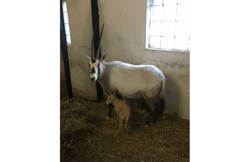 Bratislavská ZOO má ďalšie mláďatko, malý samček antilopy druhu oryx sa narodil 22. decembra