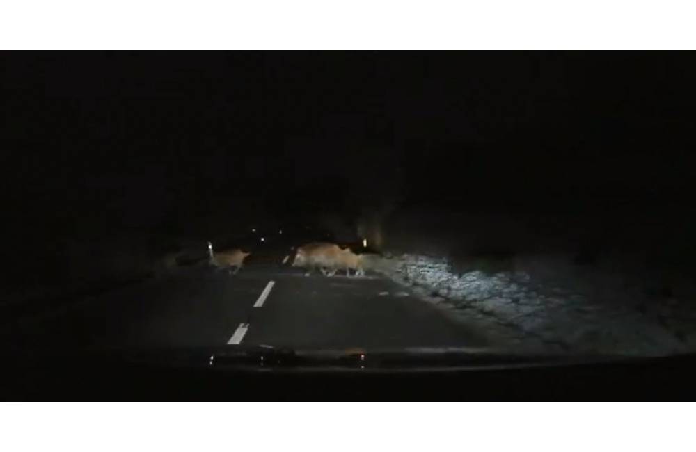 VIDEO: Polícia upozorňuje na výskyt zveri na cestách, nehoda so zverou môže spôsobiť veľké škody