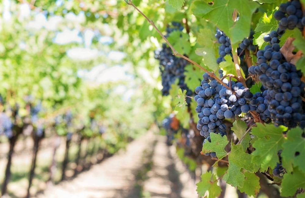 Záujem o slovenské vína vzrástol, počet zapísaných vinárskych obcí narastie o 199 na celkových 702