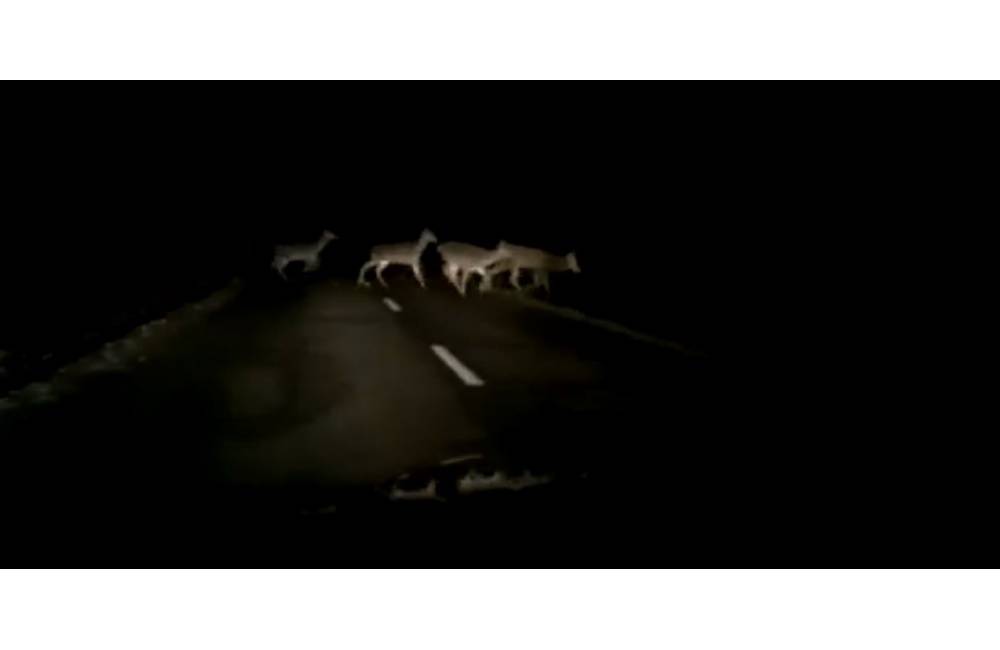 VIDEO: Polícia opäť upozorňuje na prechod divej zveri cez cestu, radšej zastavte a počkajte
