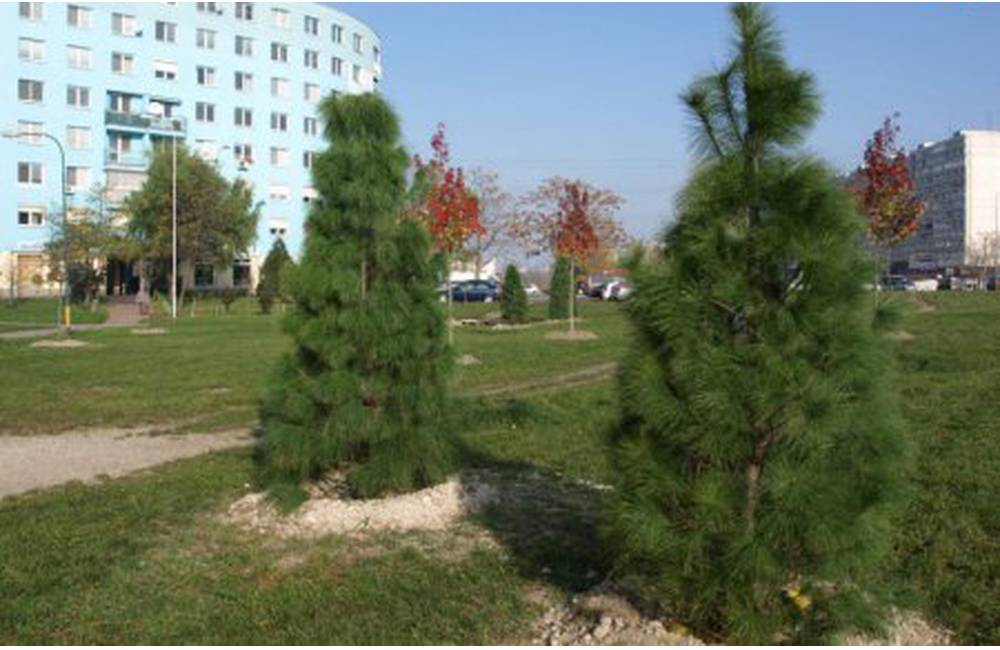 Na rohu Tomášikovej a Ružinovskej sa začala výsadba stromov, vyrastie tu nový park s mobiliárom