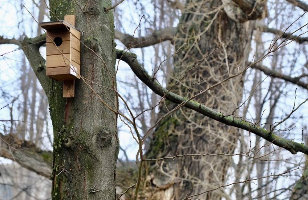 V Bratislave pribudli nové vtáčie búdky, a to aj v centre mesta, cieľom projektu je ochrana vtáctva