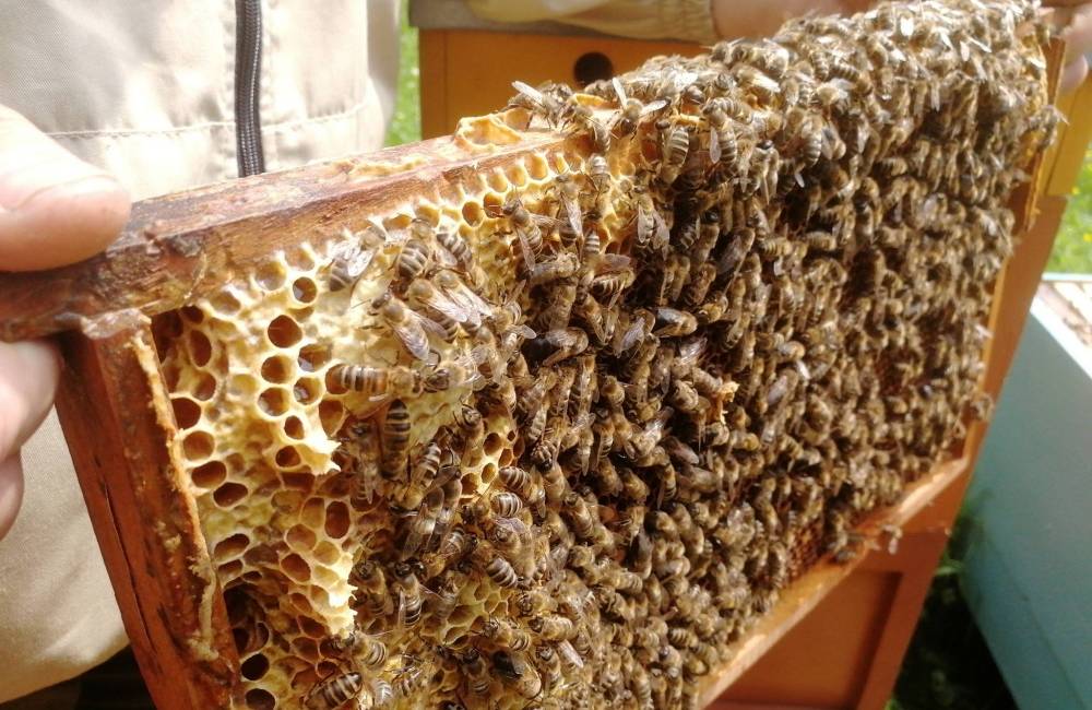 Foto: Včelnica na Kačíne pozýva na Deň otvorených dverí, nebude chýbať ochutnávka medu a množstvo aktivít