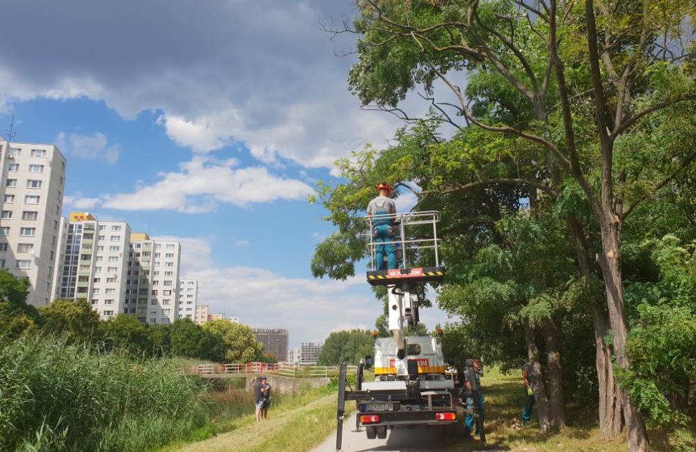 Foto: Hlavné mesto spustilo pilotný projekt starostlivosti o dreviny v meste, ktorý zabezpečí orez stromov