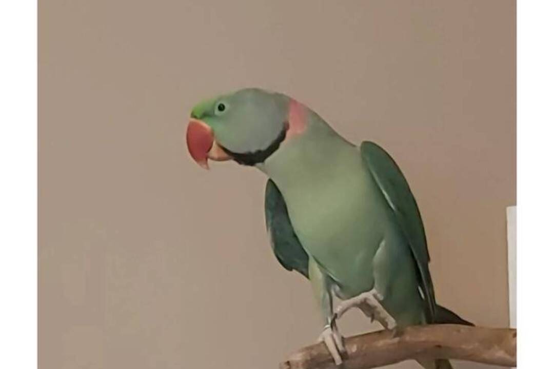 FOTO: Nestretli ste papagája Kuba? Majiteľom uletel z Vajnor, nalákate ho na piškótku