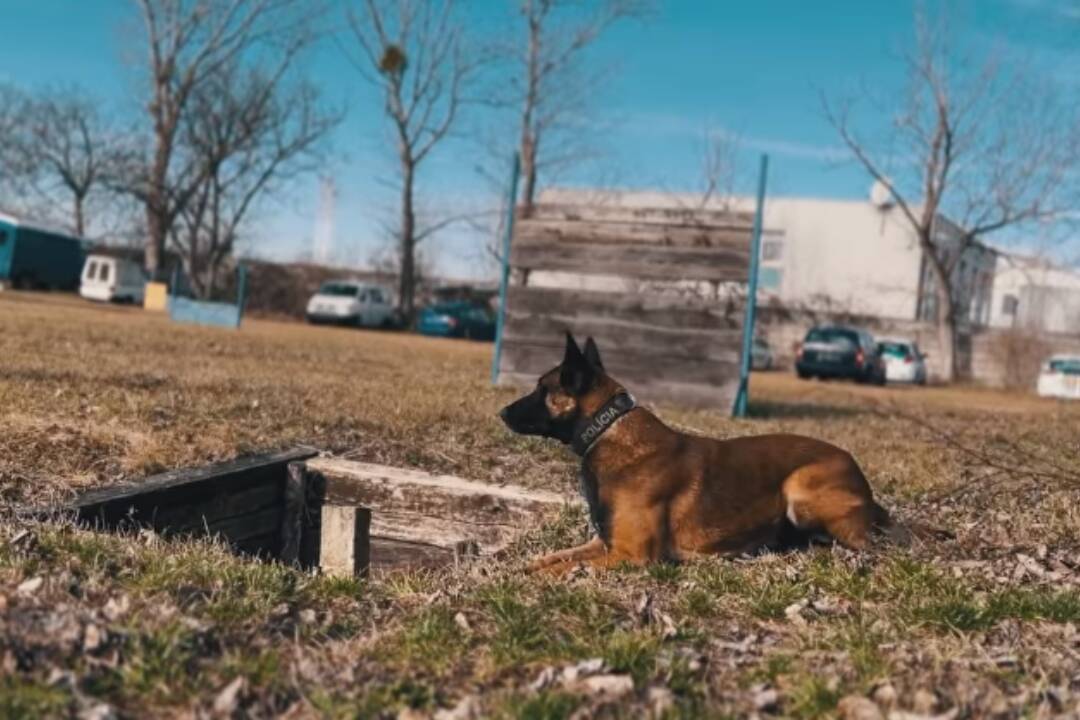 VIDEO: Najlepším policajným psom v Bratislavskom kraji je Drago. Súťažil aj na majstrovstvách Slovenska