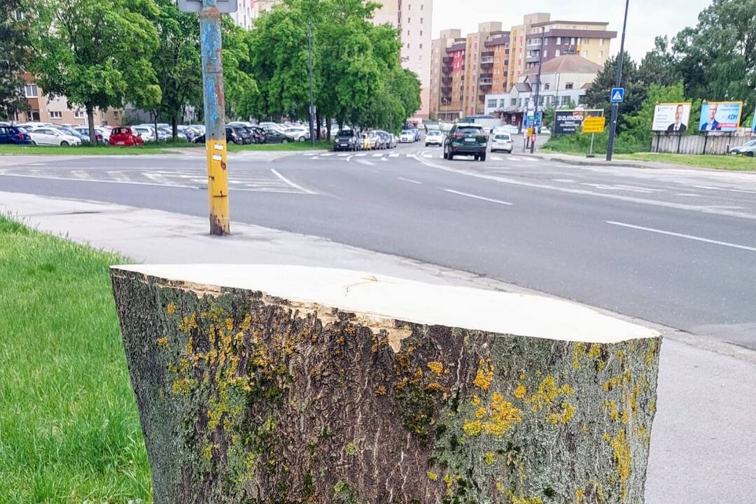 Foto: Petržalčania sa sťažujú na výrub stromov. Ide o invázny druh a je bezpečnostným rizikom, odkazuje mestská časť