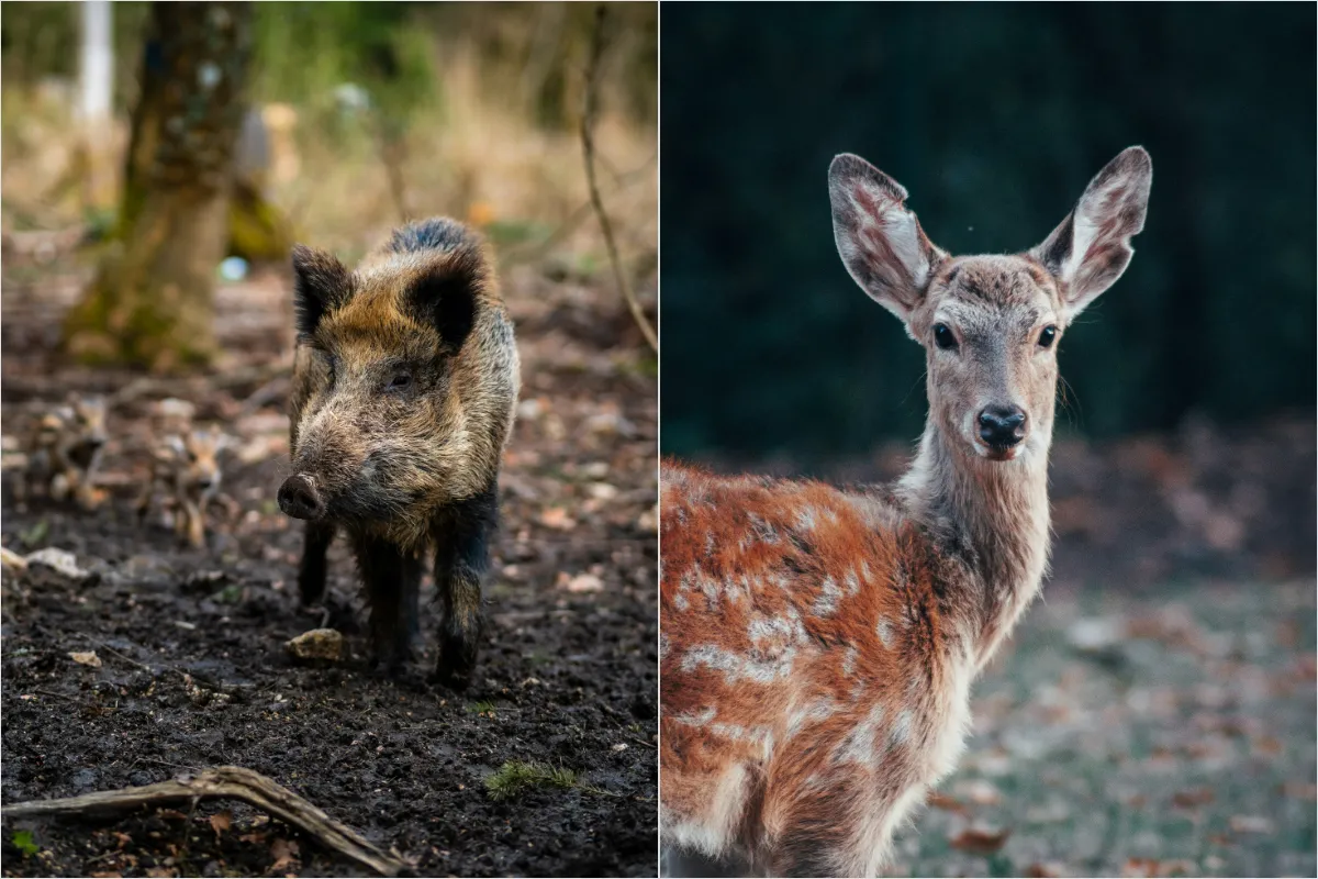 Chytil by sa v Petržalke predaj chladeného zverinového mäsa? Takto to vidia samotní obyvatelia