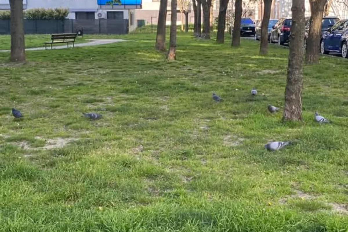 Nekonečná hádka Bratislavčanov. Jedni holubov prikrmujú, druhí z toho majú bolehlav