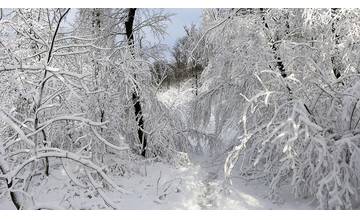 Mestské lesy v Bratislave sa ku koncu roka 2017 premenili na rozprávku snehovú rozprávku