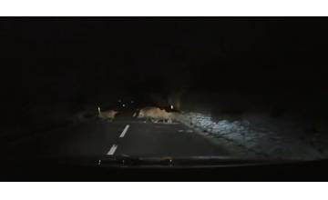 VIDEO: Polícia upozorňuje na výskyt zveri na cestách, nehoda so zverou môže spôsobiť veľké škody