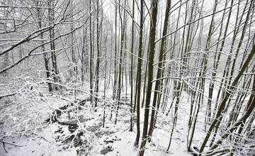 Lesy SR pozastavili ťažbu dreva v okolí Bratislavy, na najbližšom stretnutí sa dohodnú ďalšie kroky