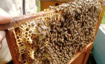 Včelnica na Kačíne pozýva na Deň otvorených dverí, nebude chýbať ochutnávka medu a množstvo aktivít
