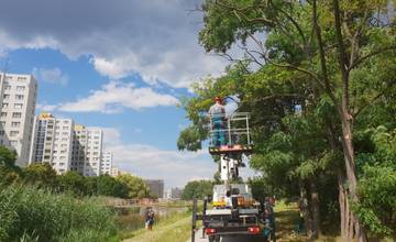 Hlavné mesto spustilo pilotný projekt starostlivosti o dreviny v meste, ktorý zabezpečí orez stromov