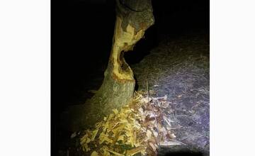 FOTO: Strom obhryzený bobrami ohrozoval okoloidúcich na vrakunskej promenáde