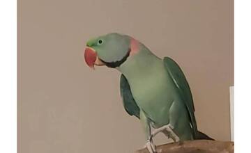 FOTO: Nestretli ste papagája Kuba? Majiteľom uletel z Vajnor, nalákate ho na piškótku