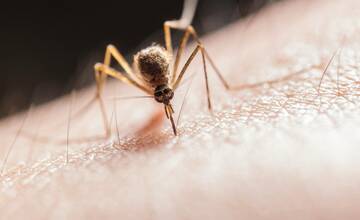 V Bratislave sa objavil nebezpečný ázijský tigrovaný komár, prenáša 20 rôznych vírusov
