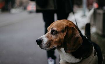 V bratislavskej Rači majú problém s nezodpovednými psíčkarmi. Ľudí trápia všadeprítomné výkaly