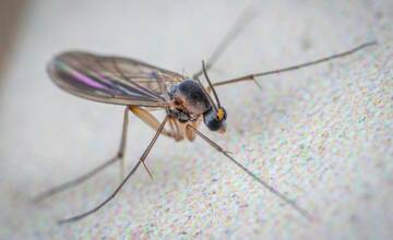 Nebezpečné komáre spôsobili v Bratislave rozruch, máte sa ich báť? Primátor Ružinova má jasnú odpoveď
