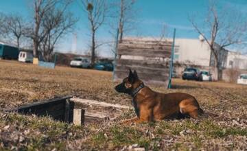 VIDEO: Najlepším policajným psom v Bratislavskom kraji je Drago. Súťažil aj na majstrovstvách Slovenska