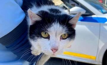 Policajti v Ružinove zachránili mačku, bola zakliesnená medzi kolesom a tlmičom auta