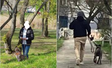 FOTO: Agresívny pes terorizuje v Petržalke okoloidúcich, jeho majiteľ nie je o nič lepší