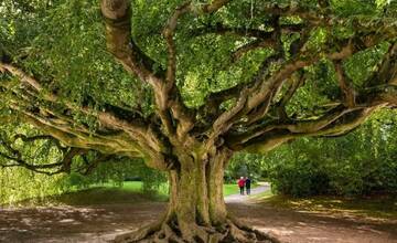 FOTO: Európsky strom roka je z Poľska, v rebríčku sa umiestnil aj kandidát z Malaciek 