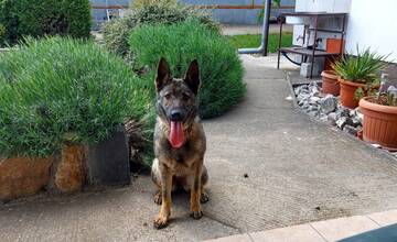 VIDEO: Psa im ukradol priamo z dvora rodinného domu. Páchateľa zachytila kamera