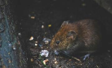 Bratislavčanov terorizujú potkany: V Petržalke sa kŕmia odpadkami, ľudia si majú pomôcť sami