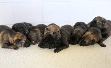 FOTO: Ako sa budú volať nové šteniatka? Pomôžte polícii s menami