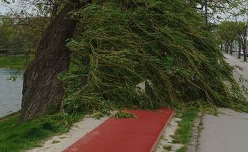 FOTO: Silný vietor v Bratislave láme stromy. V uliciach zasahujú hasiči