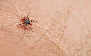 Prisatie kliešťa netreba podceňovať, následky môžu viesť k ochrnutiu aj úmrtiu. Ako sa pred ním efektívne chrániť?