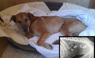 FOTO: V tele týraného psíka našli brok. Previezli ho do bratislavskej Slobody zvierat