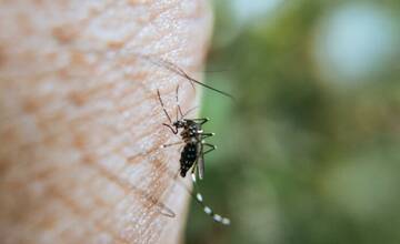 Bratislava zbrojí proti komárom. Tento rok aj proti nebezpečnému ázijskému hmyzu. Rusovce rozdávajú tablety