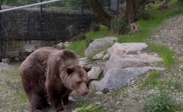 Dobrá správa z bratislavskej ZOO. Medveď Félix po rokoch na betóne veselo špacíruje po tráve a kosodrevine 