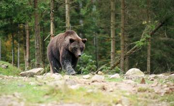 VIDEO: Ako sa vyhnúť stretu s medveďom? Pozrite si tieto rady