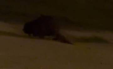 VIDEO: Bobor si vykračoval po Petržalke,  vyvolal množstvo reakcií