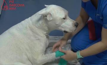 VIDEO: Vedeli ste, že aj psy darujú krv? Petržalčanke ponúkli pomoc hneď viacerí psíčkari