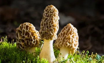Chystáte sa na huby? V Lužnom Lese je ich neúrekom, hubári zazdieľali aj ďalšie lokality. Pozor najmä na jedovaté úlovky