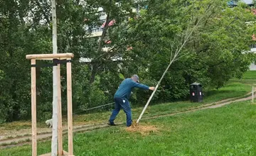 VIDEO: Obyvateľ natočil muža ako v Ružinove počas venčenia zhadzuje stromčeky. Ľudia ho bránia, vraj boli aj tak suché