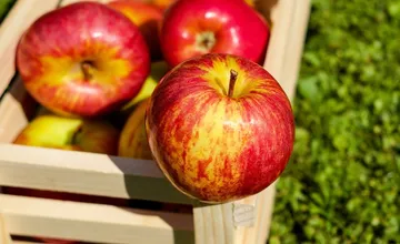 Sezóna jabĺk odštartovala, samozbery sú v plnom prúde. Viete, kde si ich môžete naoberať v Bratislavskom kraji?