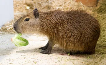 FOTO: V bratislavskej ZOO privítali dve nové roztomilé kapybary. Kedy ich návštevníci budú môcť vidieť?