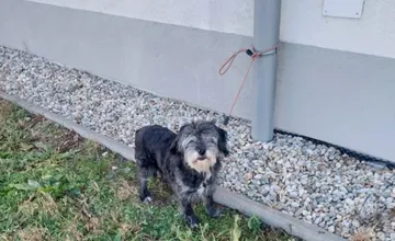 V Malinove niekto natesno uviazal k stĺpu za Lidlom malého psíka, obyvatelia ostali zhrození. Čo hrozí jeho majiteľovi?