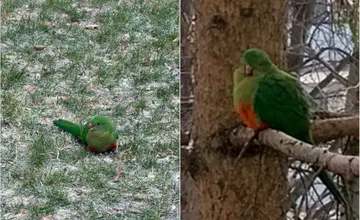Obyvateľov v Ružinove prekvapil papagáj, ktorý sa maskuje s trávou. Už niekoľko dní lieta po viacerých sídliskách