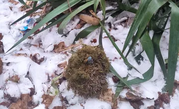 Obyvatelia vyzývajú ružinovských psíčkarov, aby dávali pozor na psov. Jeden vyhrabal ježka zo snehu, takmer neprežil