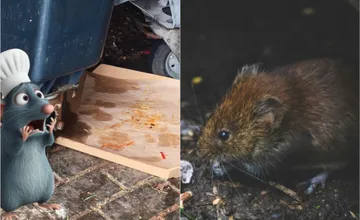 Petržalka bojuje s potkanmi, ktoré vám pokojne poškodia káble na zaparkovanom aute, obyvatelia ich nevedomky prikrmujú 