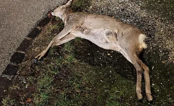 Smrť srnky v Rači vyvolala medzi obyvateľmi búrku. Odstránili tu spomaľovač a hneď sa stalo nešťastie!, reagujú 