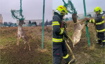 VIDEO: Hasiči v Pezinku museli zachráňovať Daniela, neuveríte, do čoho sa mu zamotala jeho nádherná koruna 