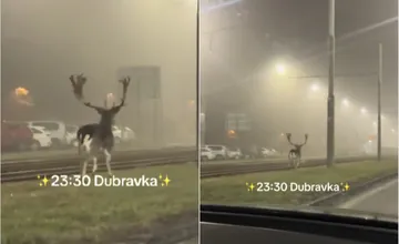 VIDEO: V okolí semaforu Andreja Danka si obyvatelia všimli daniela, Dúbravkou bežal priamo po električkovej trati