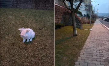 FOTO: Biely zajačik v Novom Meste zmiatol obyvateľov. Behal po uliciach niekoľko dní, ľudia hľadali jeho majiteľa